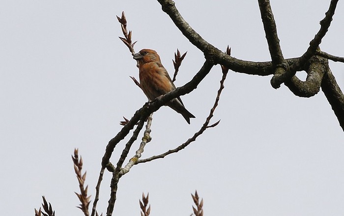 Parrot Crossbill