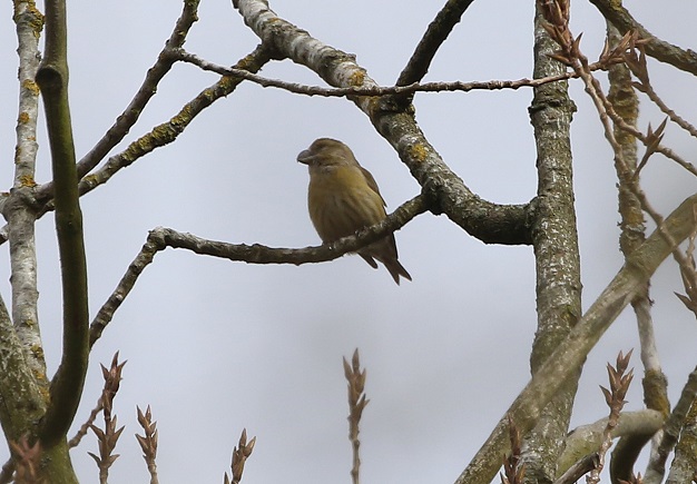 Parrot Crossbill