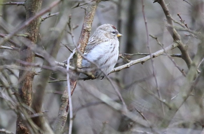 Coues's Arctic Redpoll