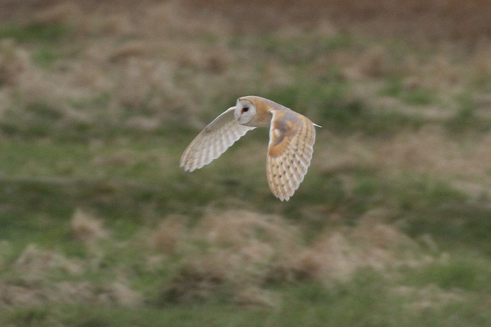 Barn Owl
