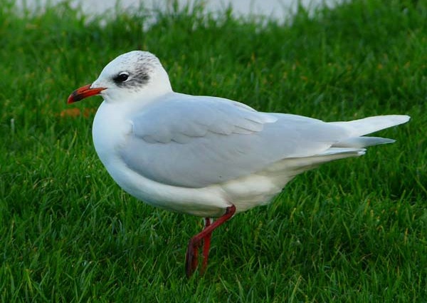 Mediterranean Gull