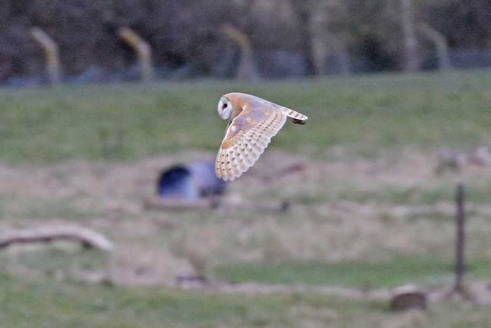 Barn Owl