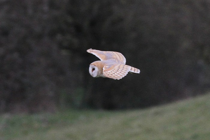 Barn Owl