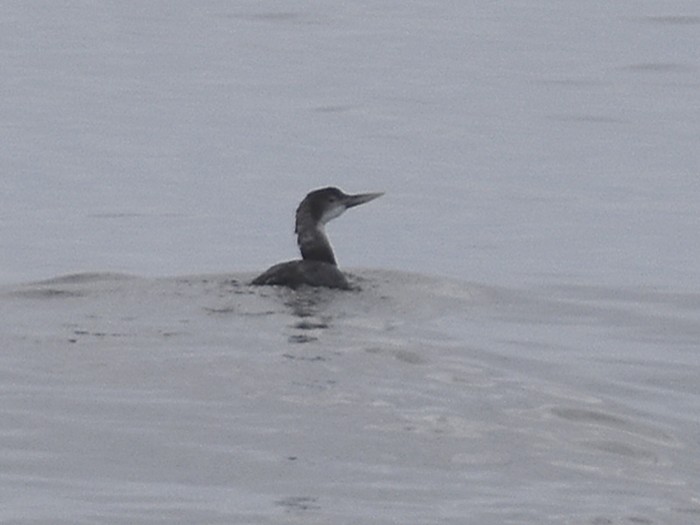 White-billed Diver