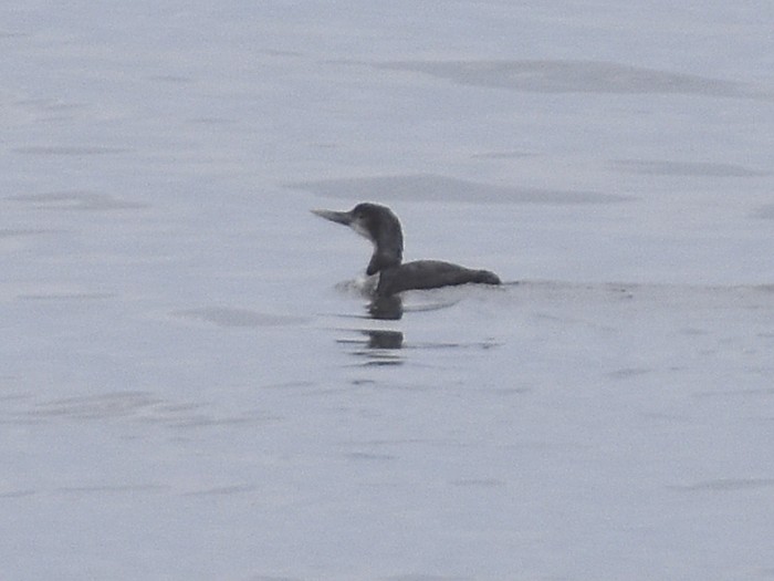 White-billed Diver