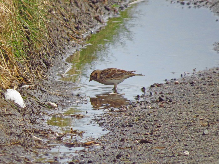 Lapland Bunting