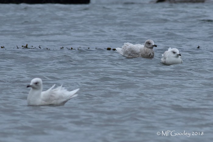 Iceland Gull