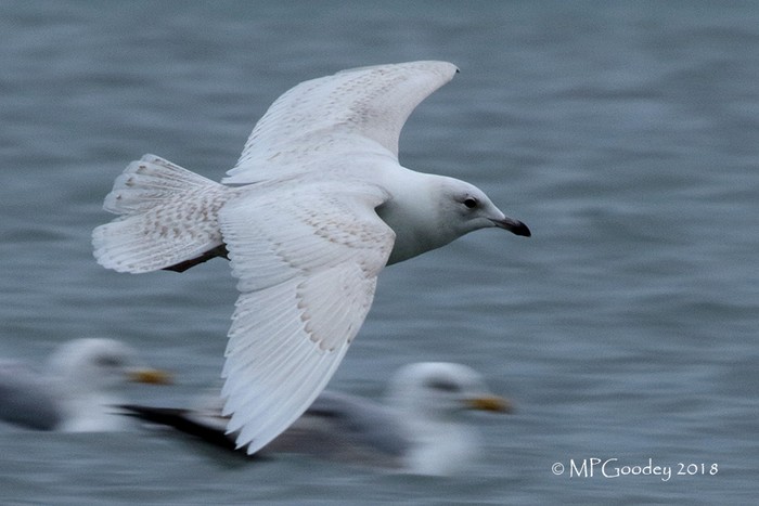Iceland Gull