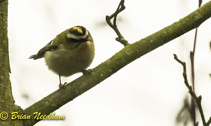 Firecrest