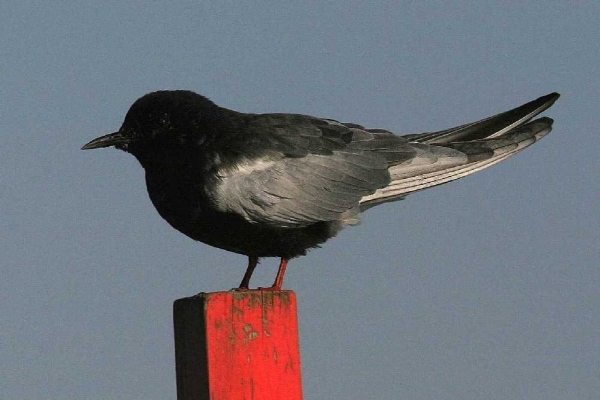 White-winged Black Tern