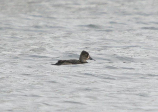 Ring-necked Duck