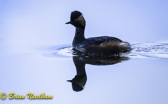 Black-necked Grebe