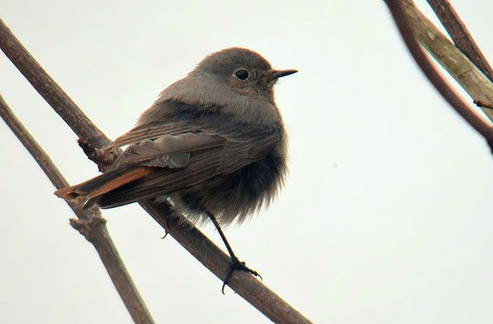 Black Redstart