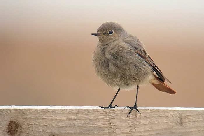 Black Redstart