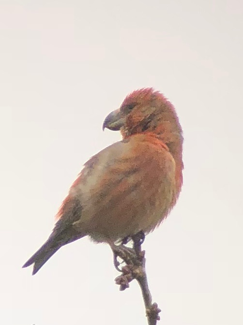 Parrot Crossbill