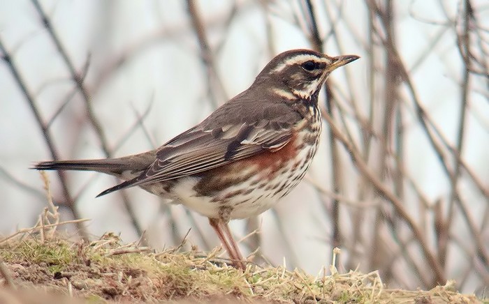 Redwing