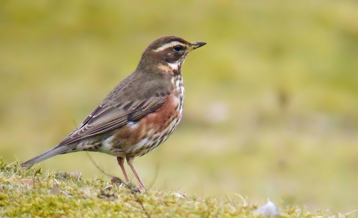 Redwing