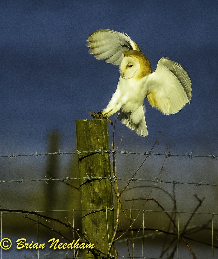 Barn Owl