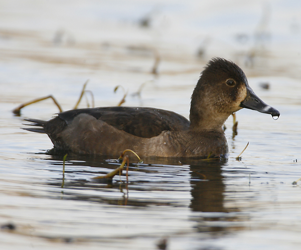 Ring-necked Duck