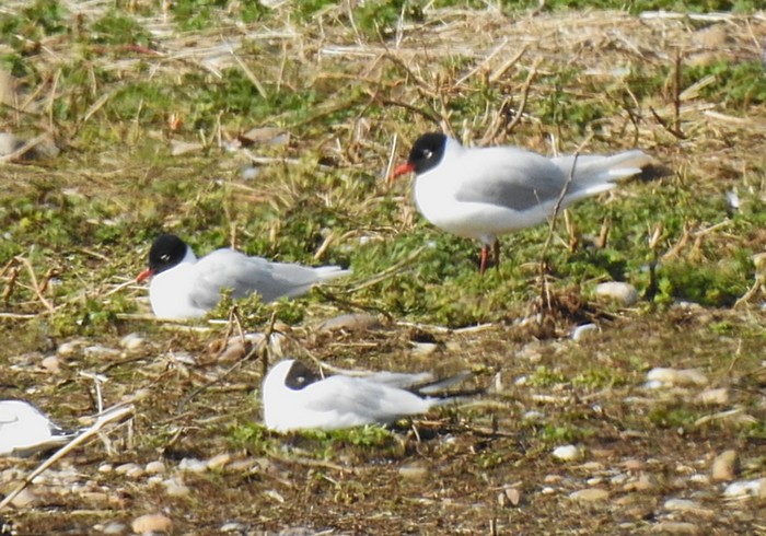 Mediterranean Gull