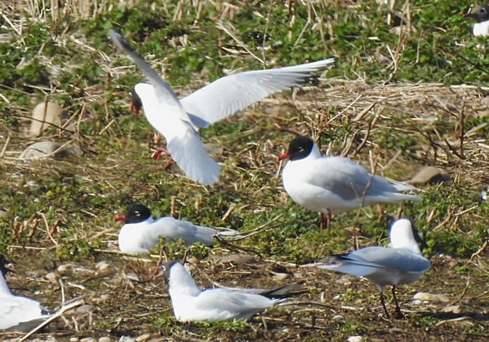 Mediterranean Gull