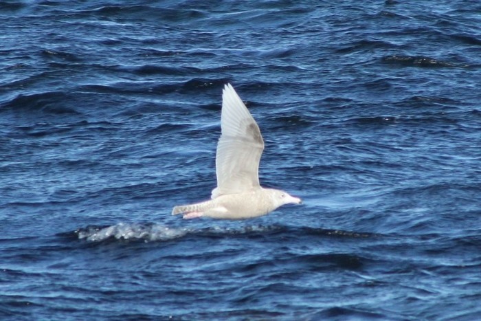 Glaucous Gull