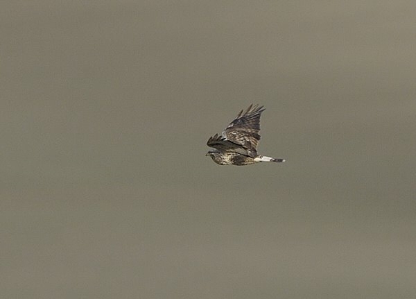 Rough-legged Buzzard