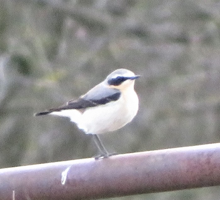 Wheatear