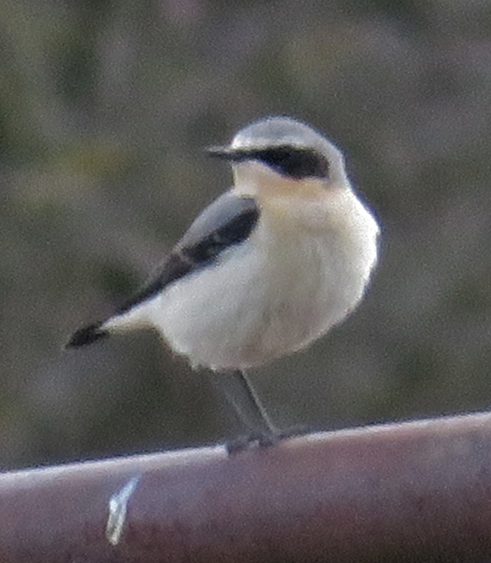 Wheatear