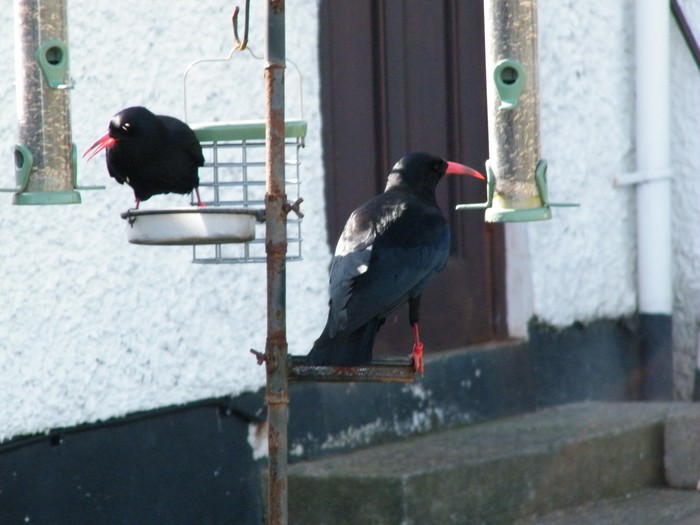 Chough