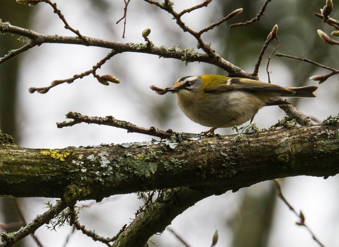 Firecrest