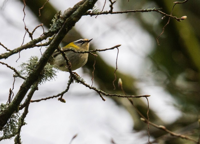 Firecrest