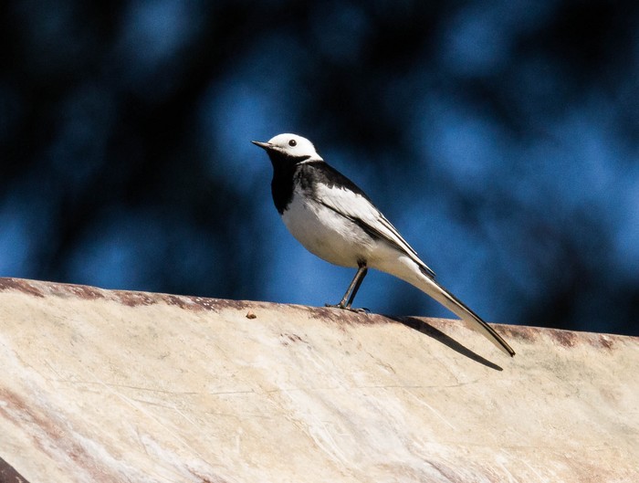 Pied Wagtail