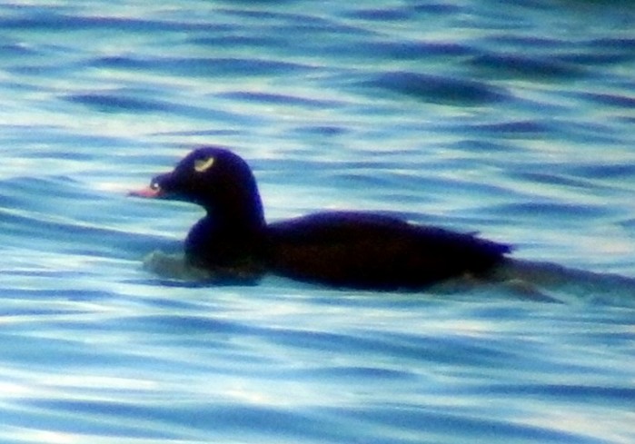 American White-winged Scoter