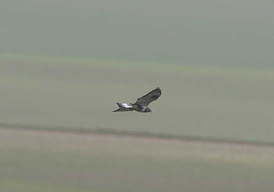 Rough-legged Buzzard