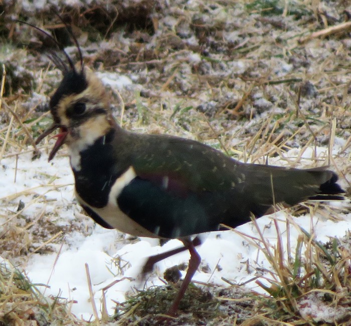 lapwing 