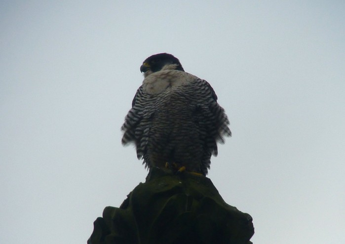 Peregrine