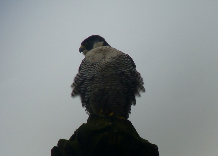 Peregrine