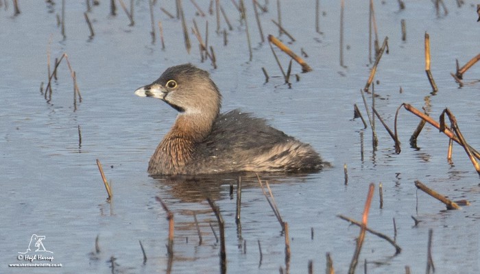 Pied-billed Grebe