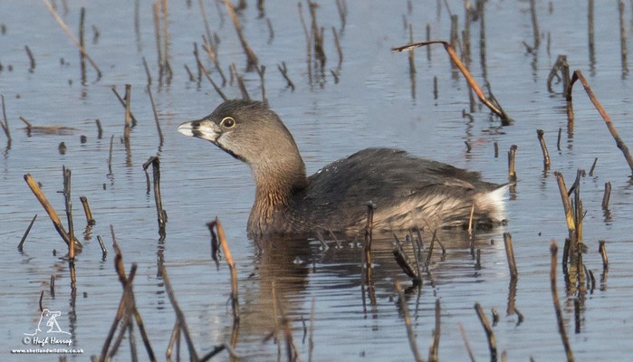 Pied-billed Grebe