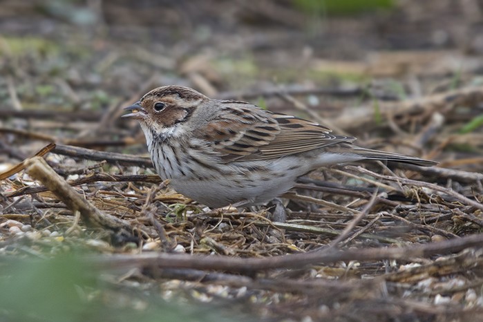 Little Bunting