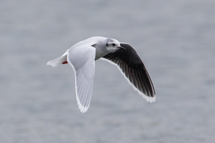 Little Gull