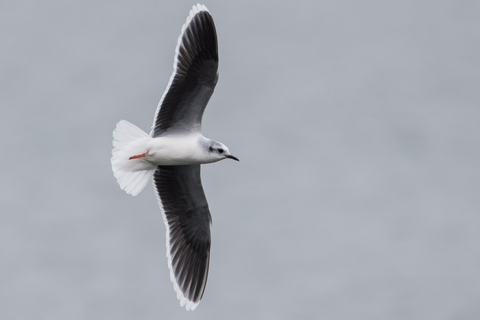 Little Gull