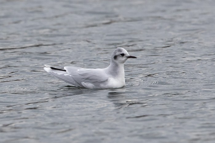 Little Gull