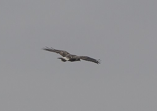Rough-legged Buzzard