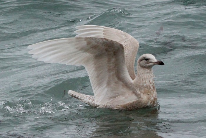 Iceland Gull