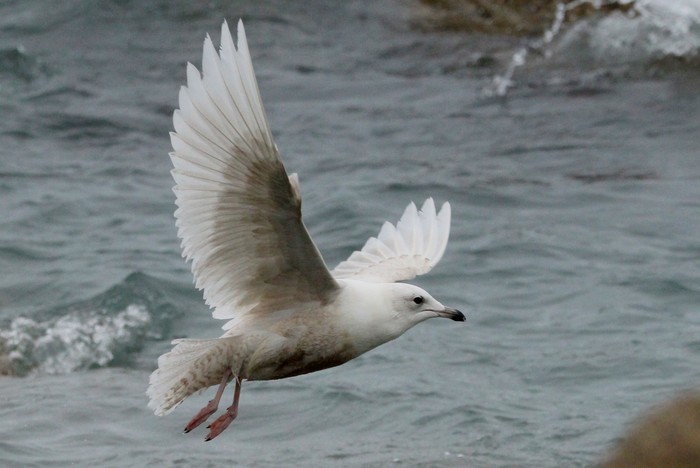 Iceland Gull