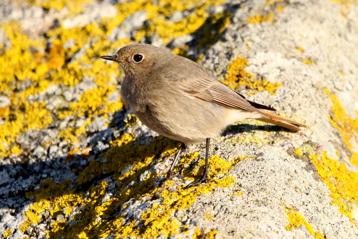 Black Redstart