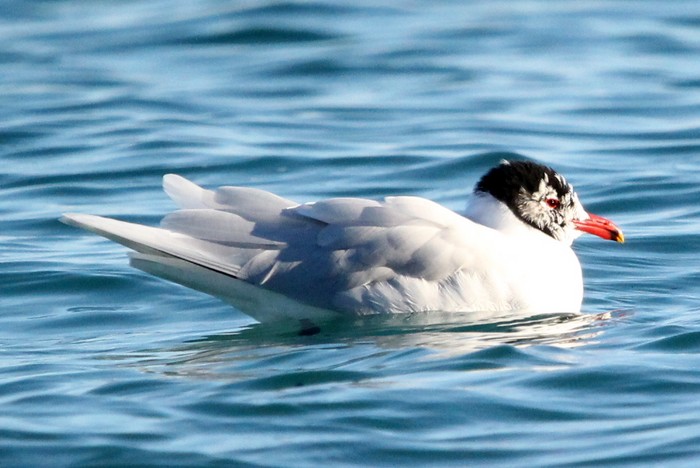 Mediterranean Gull