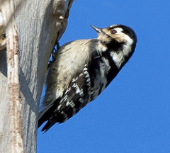 Lesser Spotted Woodpecker